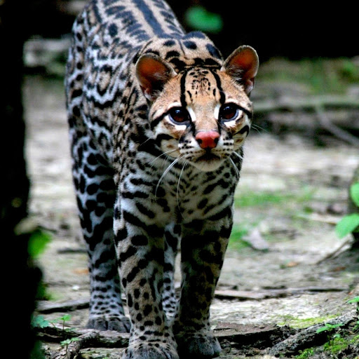 Hd-182410-ascw182410