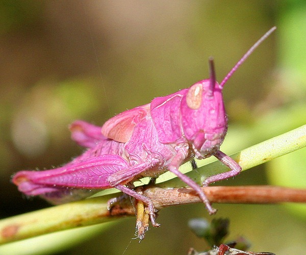 Pink grasshopper 03