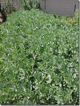 Here, Coles Prolific Broad Beans are being grown for seed in order to grow even larger crops of ‘green mulch’ across the garden next winter. Not a bad investment, that $7 worth of seed now grown on to several kilograms of potential seed.