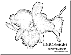 03_colombia_cattleya_flower_at_coloring-pages-book-for-kids-boys