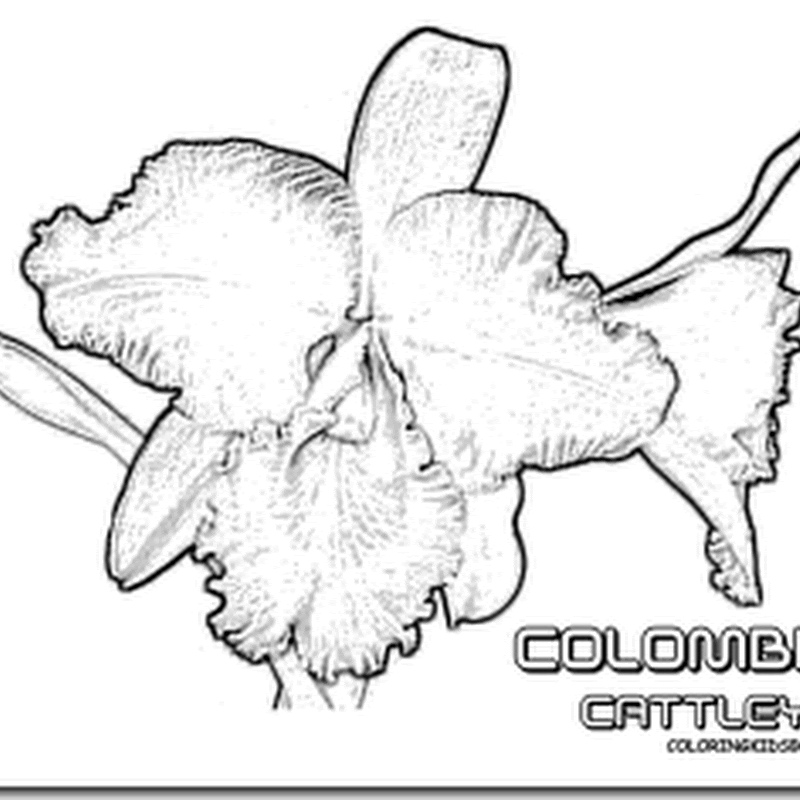 Colorear Orquídea flor nacional de Colombia