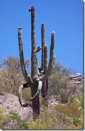 Saguaro Flexing