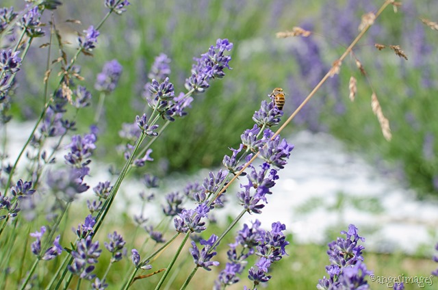 Weir's Lavender Fields | personallyandrea.com
