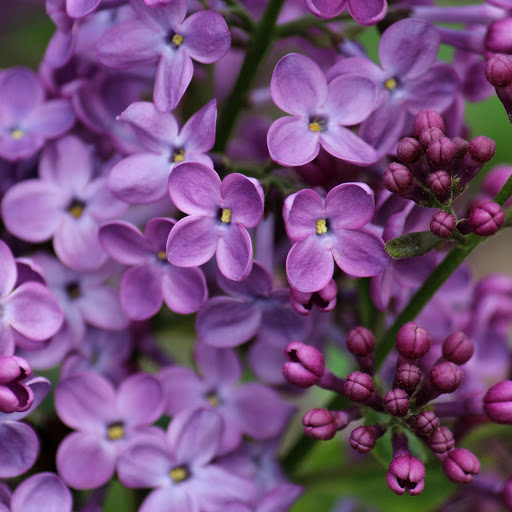 Hd-158758-ascw158758