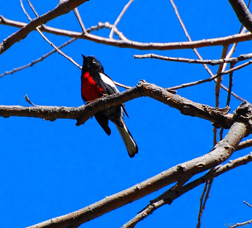 [4.%2520redstart-kab%255B4%255D.jpg]