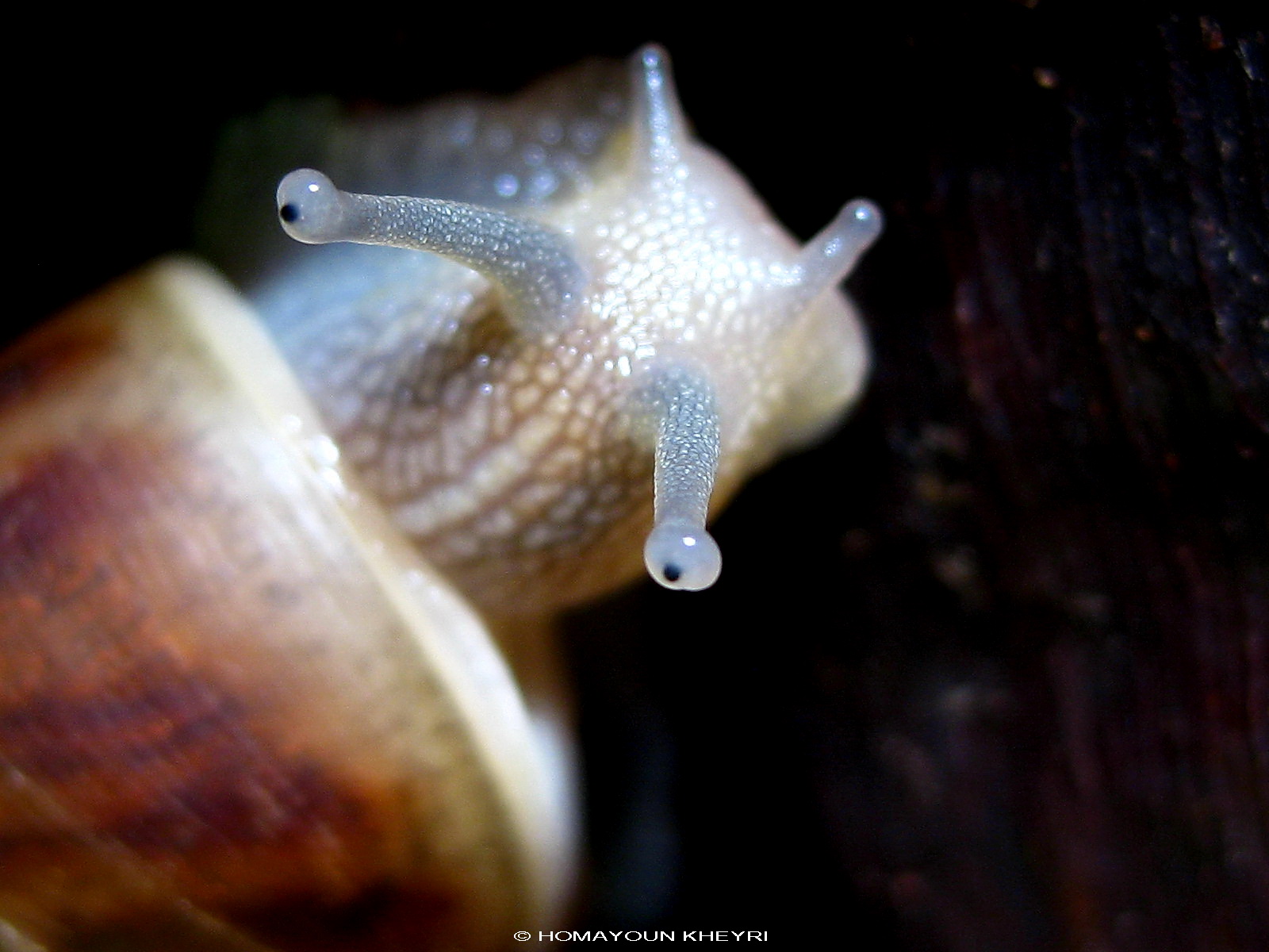 LIFE Brisbane, Garden Snail; Cantareus aspersus