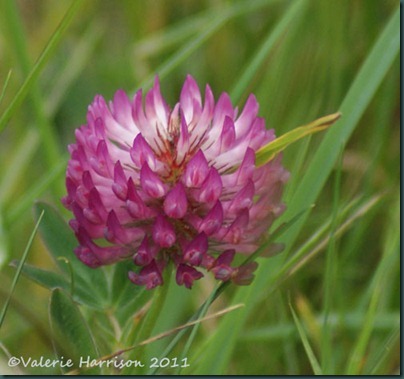 6-red-clover