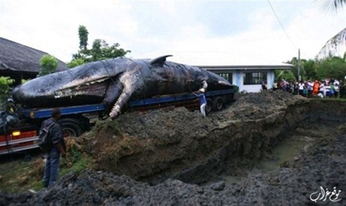 دفن الحيتان في الفلبين
