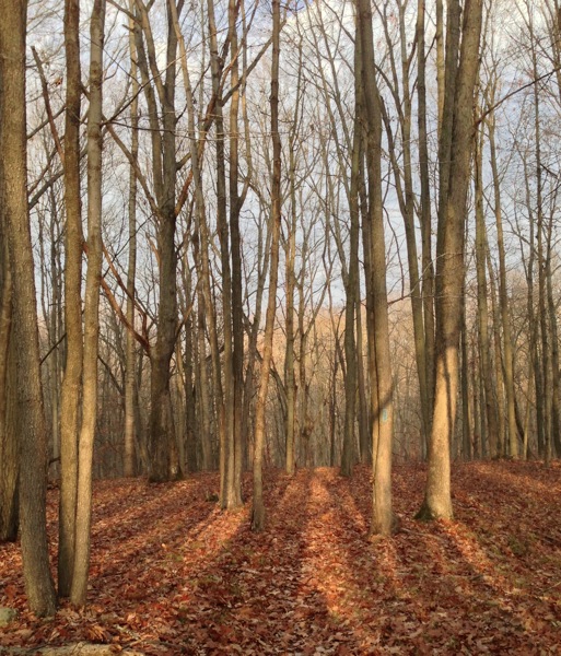 Autumnal Forest Light