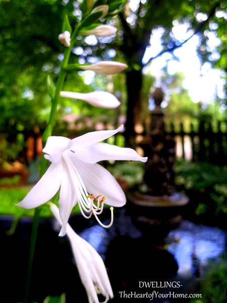 white-hosta- blooms