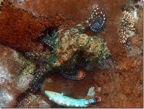 octopus E