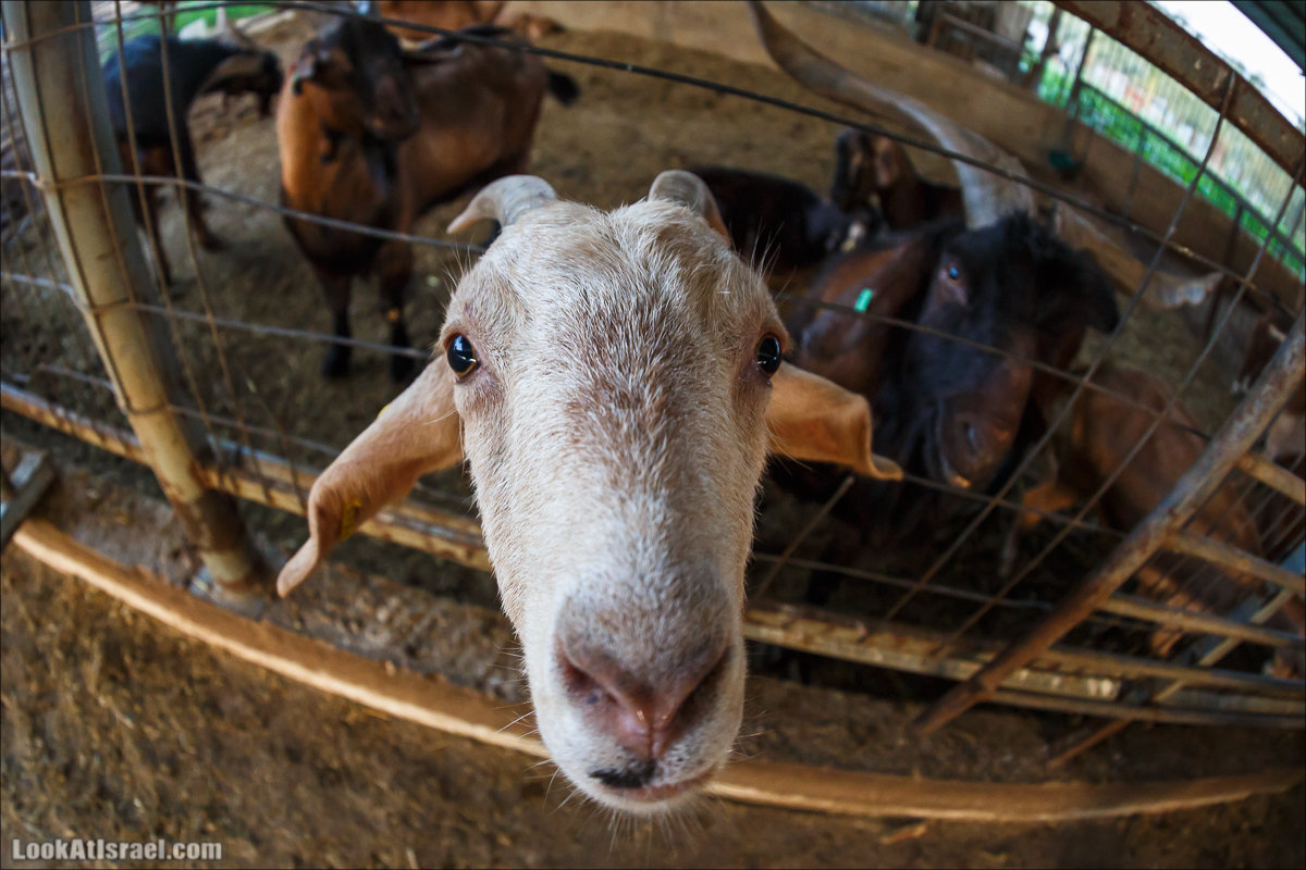 Менахемия - Козья Ферма Аз Из и медицинский музей Бейт ха-Рофе | Menahemia - As Is farm and medical museum | LookAtIsrael.com - Фото путешествия по Израилю | מנחמיה - חוות עז עיז ובית הרופא