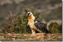 quebranta posado