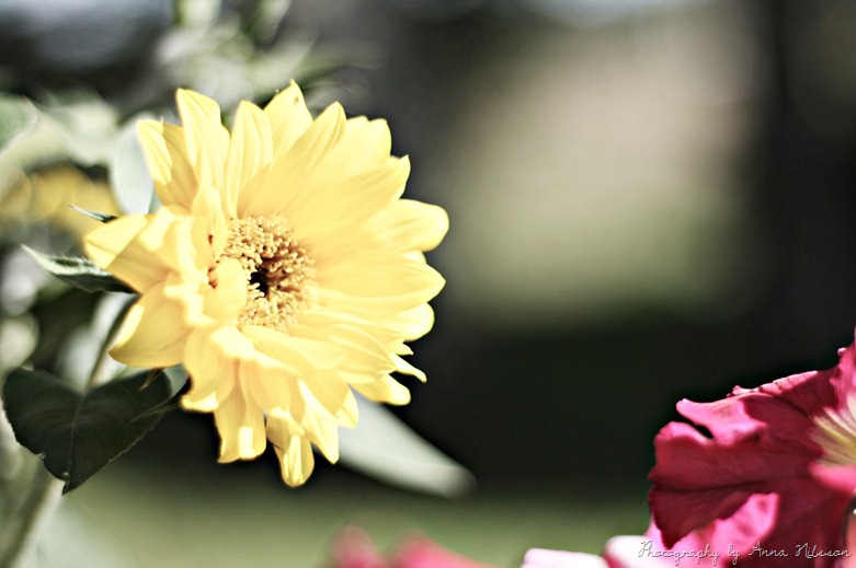 gul blomma