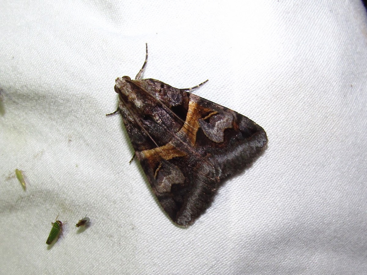 Figure-seven Moth