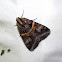 Figure-seven Moth