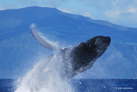 Obiective turistice Azore: observarea balenelor