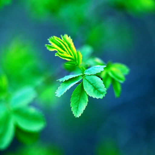 Hd-161737-ascw161737