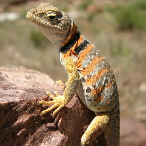 Hd-155100-ascw155100