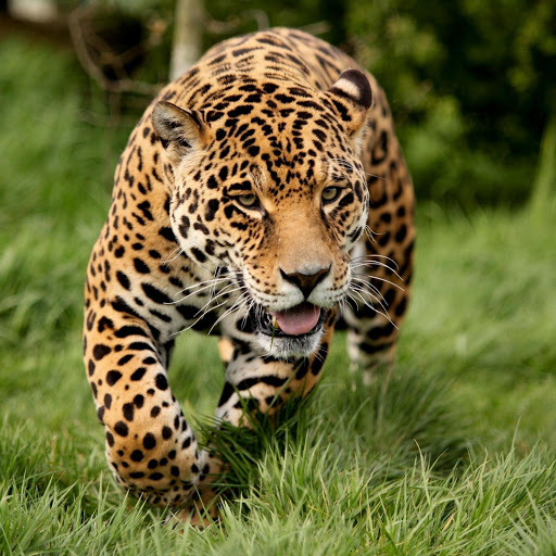 Hd-177493-ascw177493