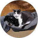 Image Google de brossard olivier