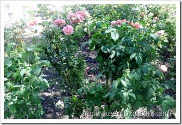 MCC Rose Garden 24