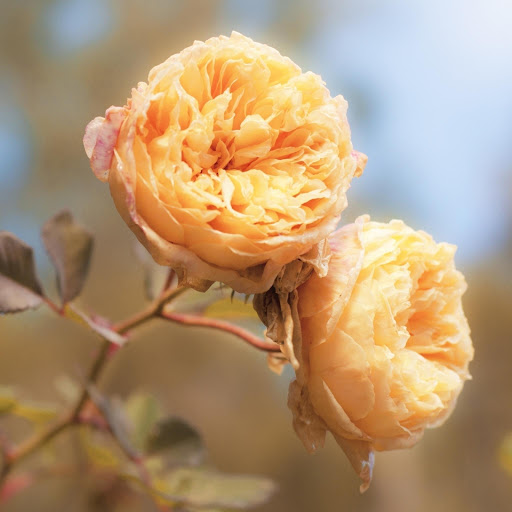 Hd-177155-ascw177155