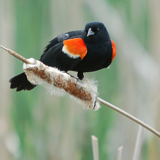 Hd-181298-ascw181298