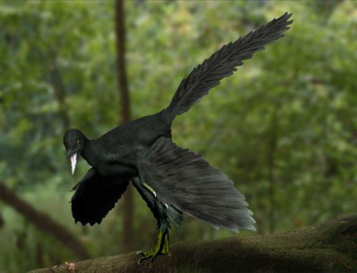 10_Archaeopteryx_NT_Wikimedia