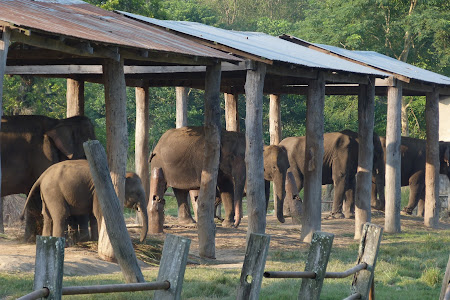 Centru inmultire elefanti