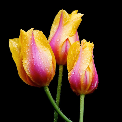 Hd-176812-ascw176812