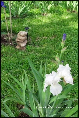 Irises, Chickadee Home Nest