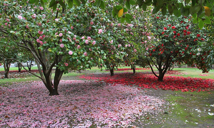 [120317_Capitol_Park_Camellia-japonica_23%255B3%255D.jpg]