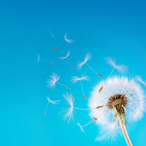 Hd-155065-ascw155065