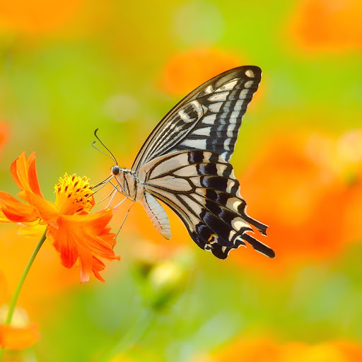 Hd-183278-ascw183278