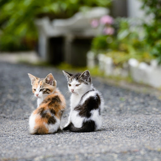 Hd-162431-ascw162431