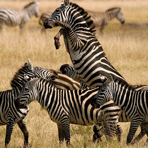 Hd-179880-ascw179880