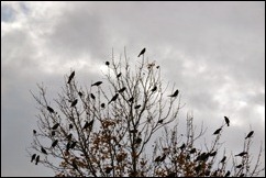 tree birds
