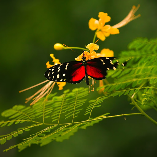 Hd-184960-ascw184960