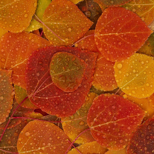 Hd-150748-ascw150748