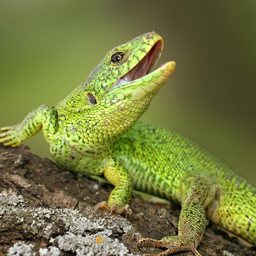 Hd-173890-ascw173890