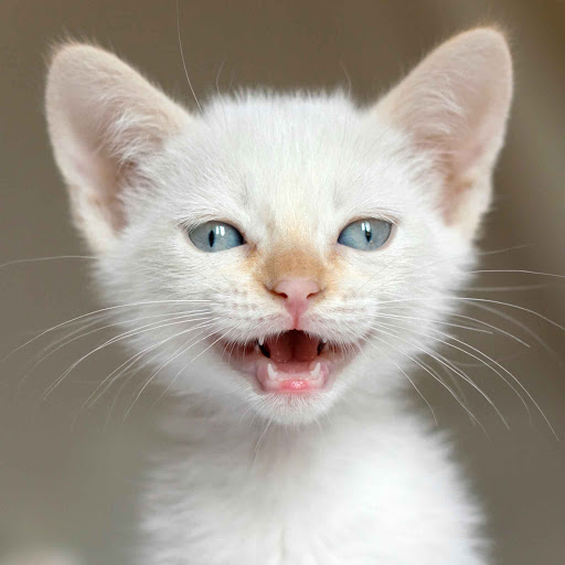 Hd-131760-ascw131760