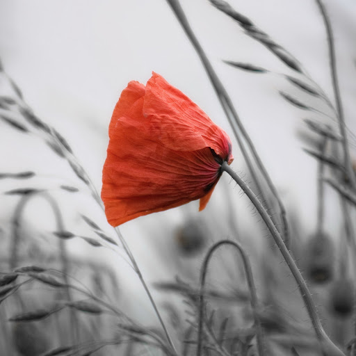 Hd-145073-ascw145073