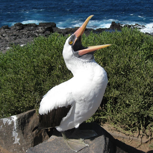 Hd-132445-ascw132445