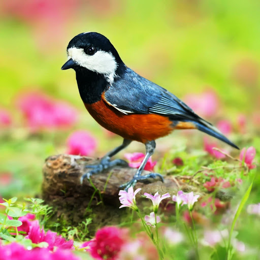 Hd-151153-ascw151153