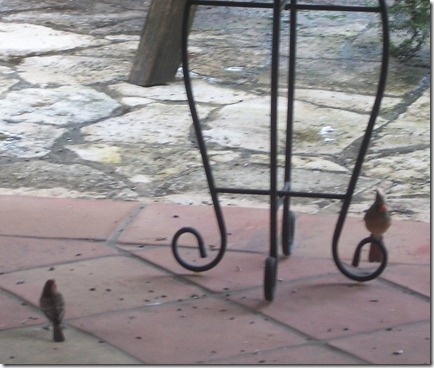 birdfeeder in the rain 006