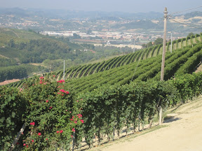 Piemonte Wine Tours 