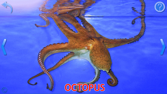 Kids Learn About Animals(圖3)-速報App