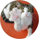 Image Google de claude bon