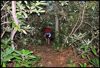 14 - Rock Garden Trail - Deeper in it reminds us of the Mangroves in South Florida